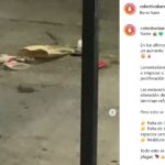 Barrio Naón: denuncian invasión de roedores por el avance de las megaobras