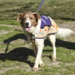 Vacunación gratuita para mascotas en Liniers