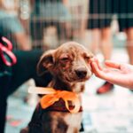 “Animales BA”, la nueva apuesta digital de la Ciudad