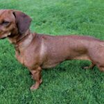Mataderos se prepara para el segundo encuentro de perros salchicha